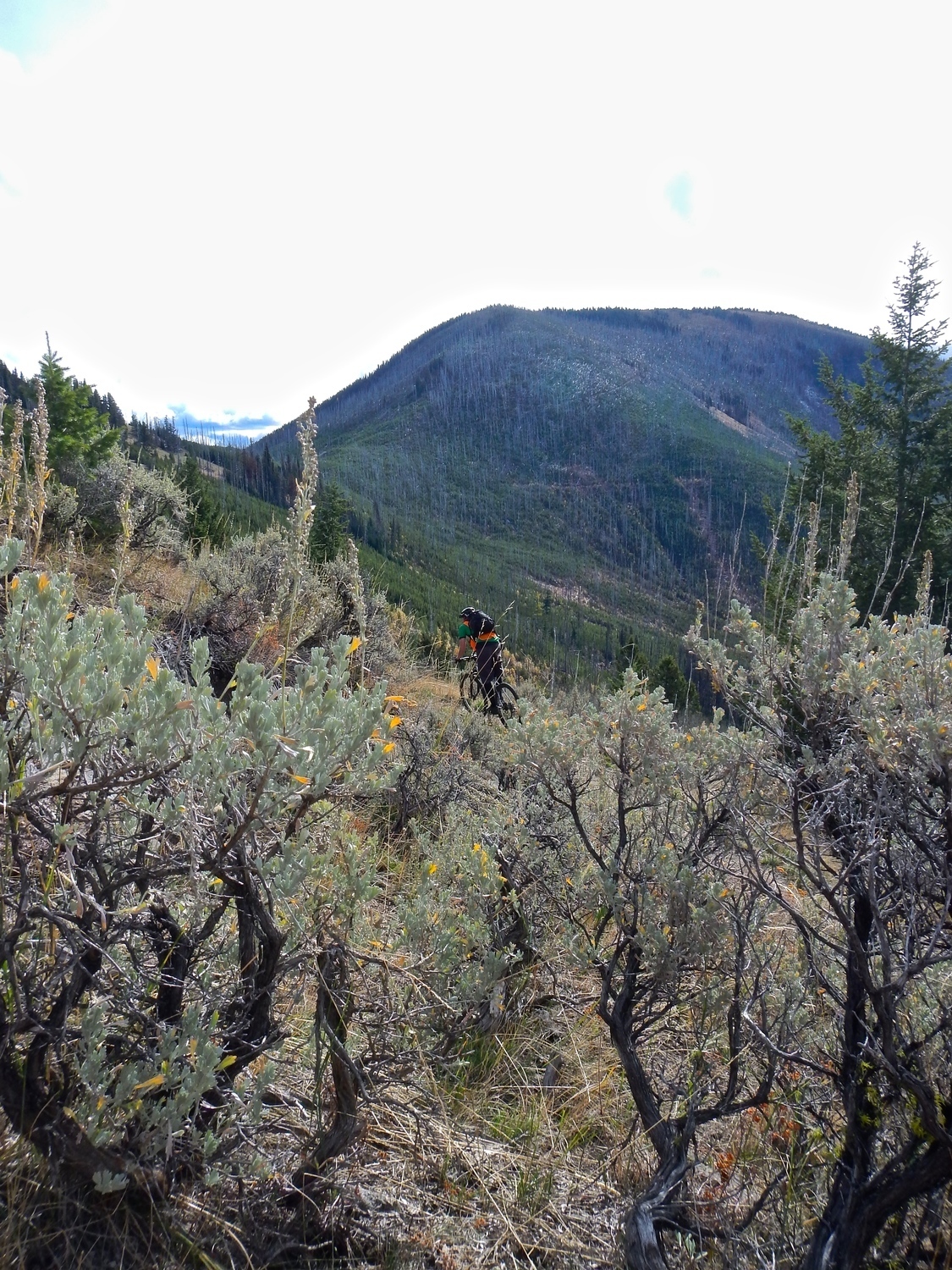 Some of Kettle Crest Trails's sage with Copper Butte in the distance