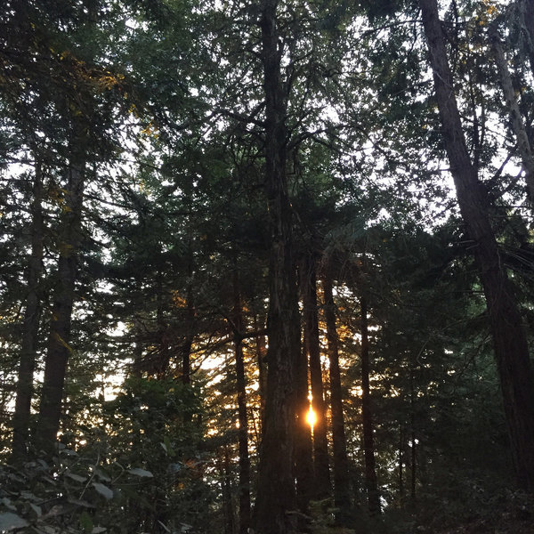 The sun JUST peaking through some second growth redwoods.
