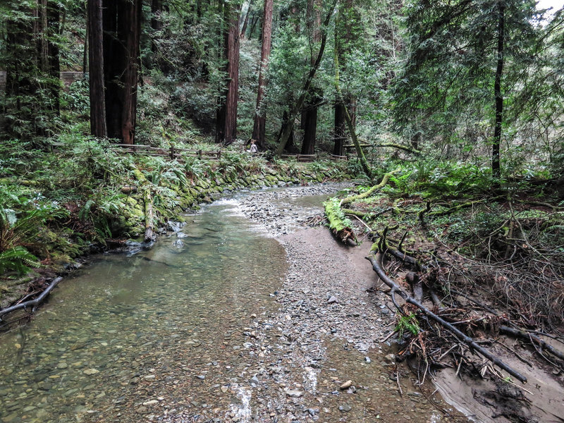 Layover in Muir Woods