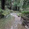 Layover in Muir Woods