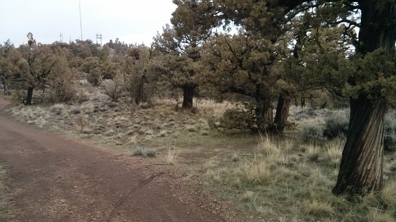 Downhill access from the fire road at the top.