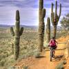 Sidewinder Trail cutting through the saguaros