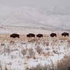 American Bison enjoying the winter season