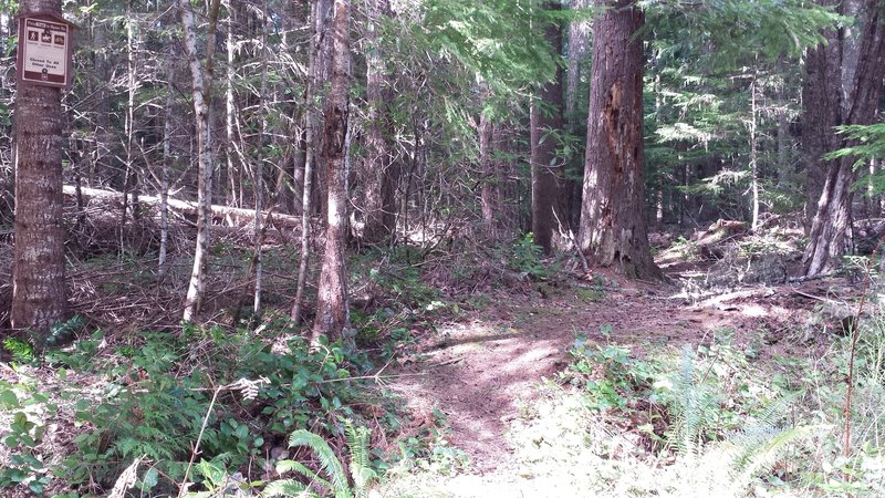 This is the trail. Not much of a sign with no trail name. but it is the loamiest piece of sweet singletrack EVER! I swear the layer of tiny pine cones was like 3 inches thick in places.  Super cool Pine stand with huge stumps reminiscent of the ancient fo