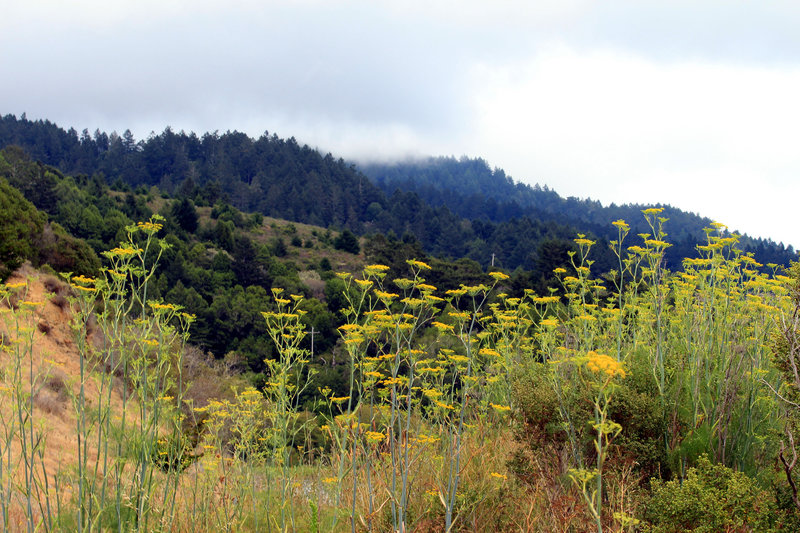 Fairfax-Bo Ridge Gravel Grinder
