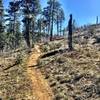 Trail 392 through the pines