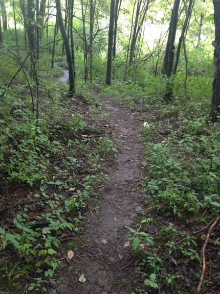 Yellow Creek - Paul Trail - this section is a beginner friendly trail; flat, non-technical and FAST.
