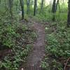 Yellow Creek - Paul Trail - this section is a beginner friendly trail; flat, non-technical and FAST.