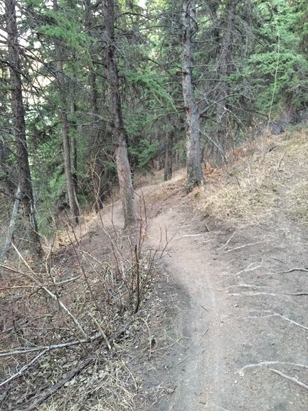 Rare forested singletrack in Calgary - Eastlands-Edworthy Connector Trail