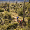 The Bumble Bee segment of the Black Canyon trail has an abundance of giant saguaros.