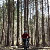 In the trees