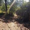 Nice narrow track through the manzanita forest - on the Malakoff Diggins Rim Trail