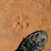 I have a size 13 foot. Paw print was huge and claw marks were clearly visible. Area was soft mud that had hardened preserving the track very well.