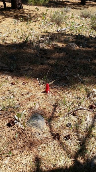Brilliant red flower, size and shape of a pine cone?  What is it?