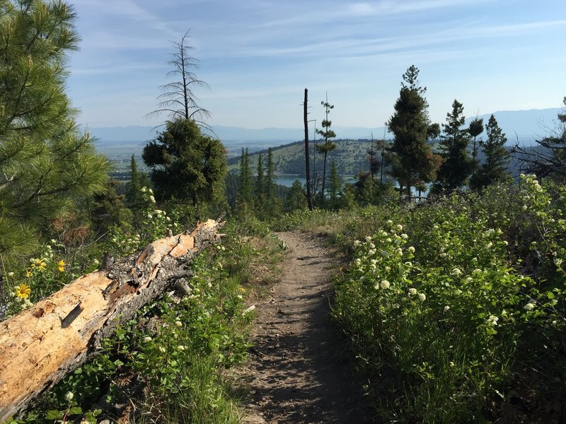 The Herron Overlook Loops Mountain Bike Trail, Kalispell, Montana
