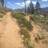 Upper Trail leads to Tahoe Mountain Loop Trail; Lower Trail continues on the Burnout Trail