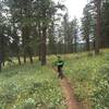 Singletrack through fields of wildflowers
