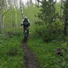 Aspen grove.  Fast through here.  This guy isn't going fast.