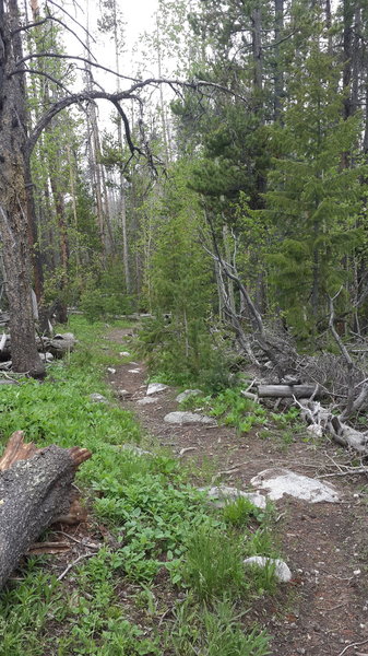 Section of trail that criss crosses road.