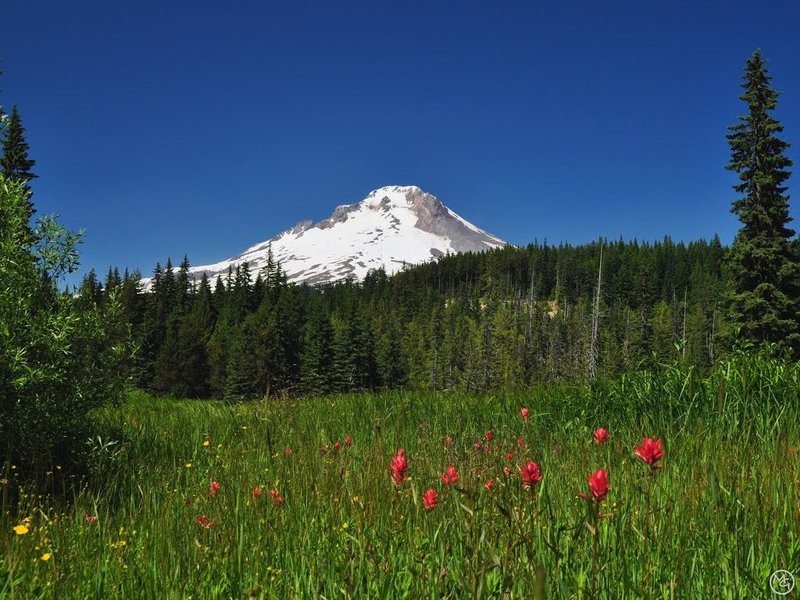 Summit Meadows