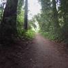 One of the sections where the trail narrows to singletrack