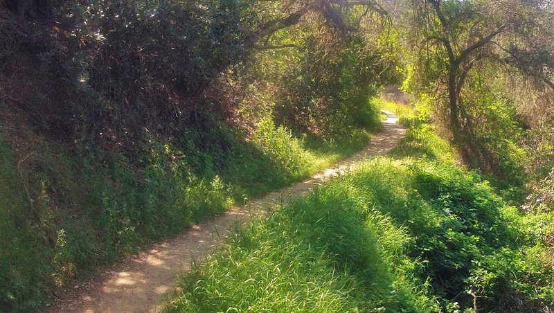 Such a nice climb up the tree-covered switchbacks on Schabarum Extension