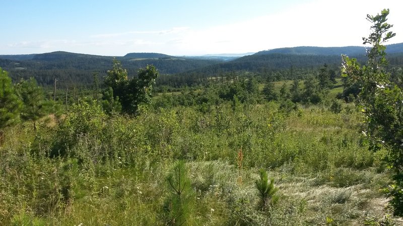 Scenery of the Black Hills from the trail.