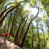 Cruising through madrone trees on the Paradise Royale Loop.