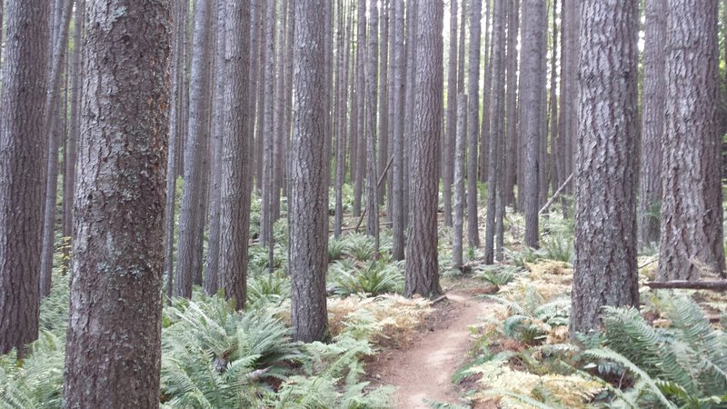 Awesome Douglas fir grove on the Lokie Lollipop trail