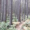 Awesome Douglas fir grove on the Lokie Lollipop trail
