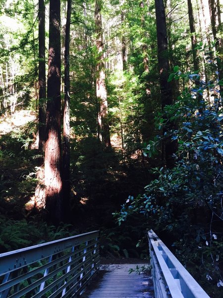 Purisima Creek Grand Loop