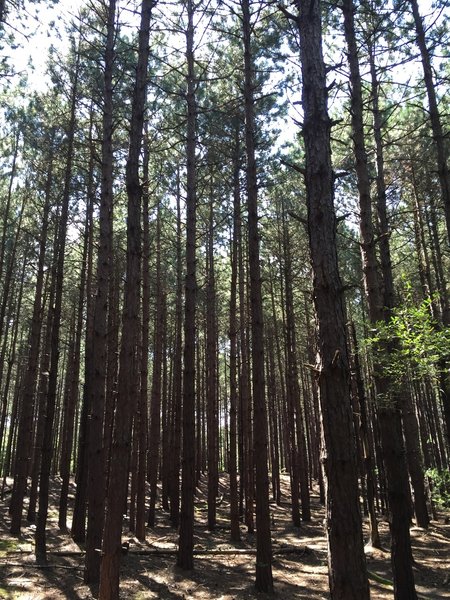 Pine Tree wonderland