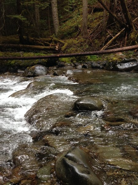 Lower Dungeness and Gold Creek Loop