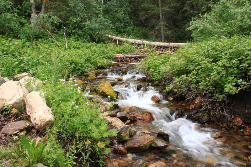 salamander flats campground