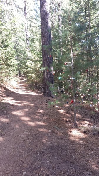 Hoberg's Loop Trail