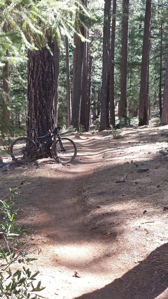 Berry's Trail