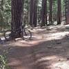 Sweet smooth singletrack. There is a lot of this on Boggs Mt.