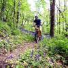 Spring flowers along the switchbacks on the Scenic River Trail!