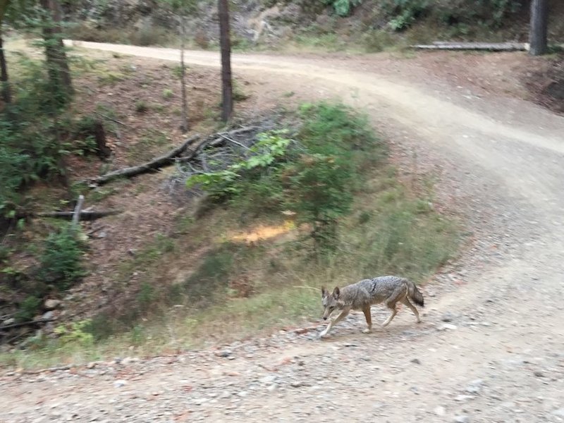 Sharing the trail with a coyote.