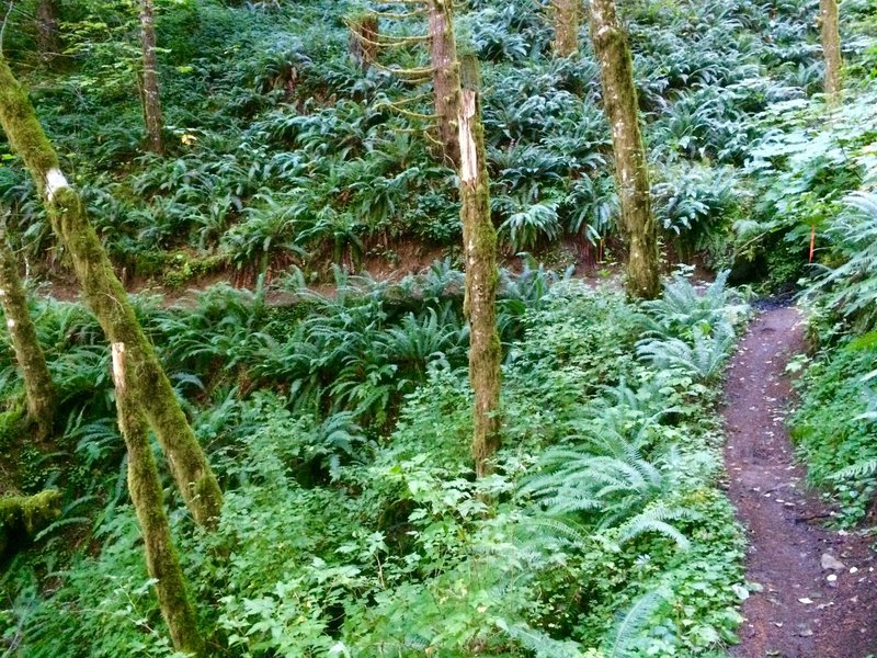 Gravelle Brothers Trail
