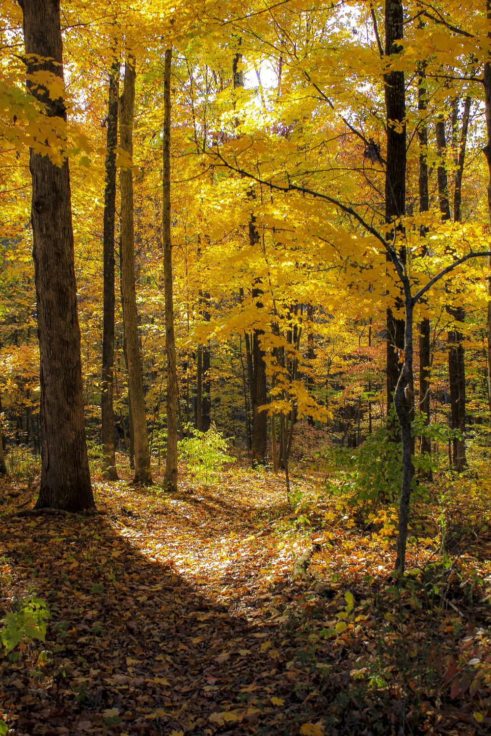 Through the trees in North Vernon