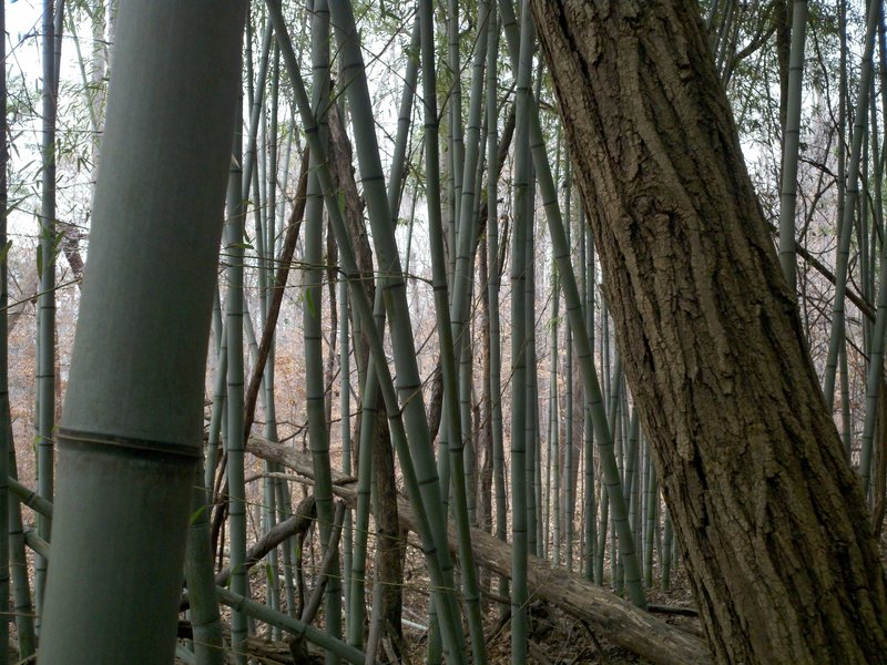 Keep your eyes scanning to the left to find the emerald bamboo forest.