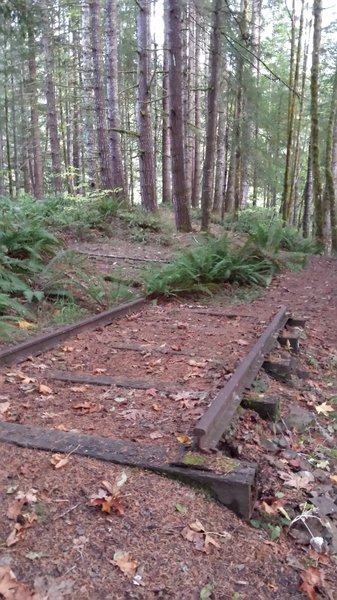 Williams Creek Horseshoe