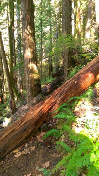 Three fallen trees across the trail.