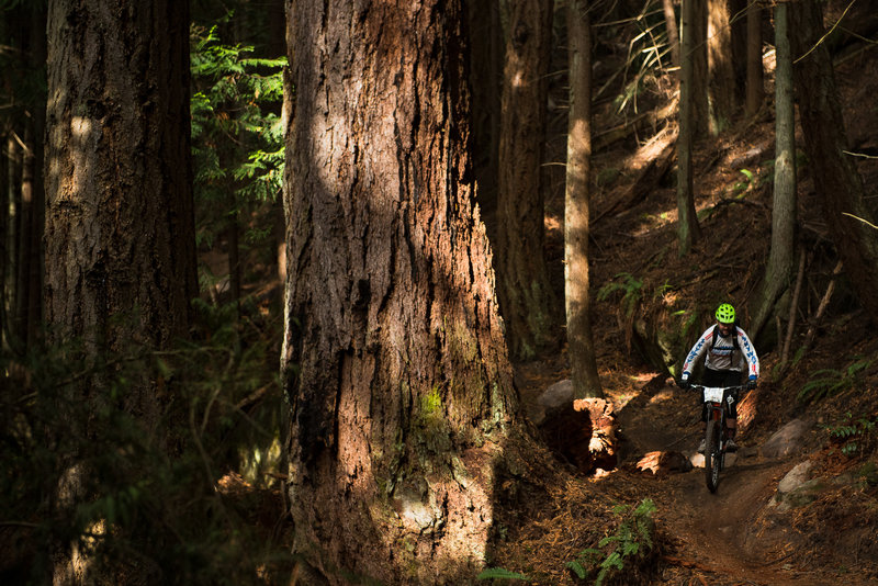 Another old growth giant on Double Down.