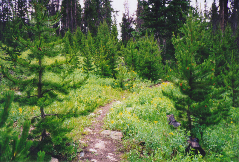 North Lone Pine Trail.