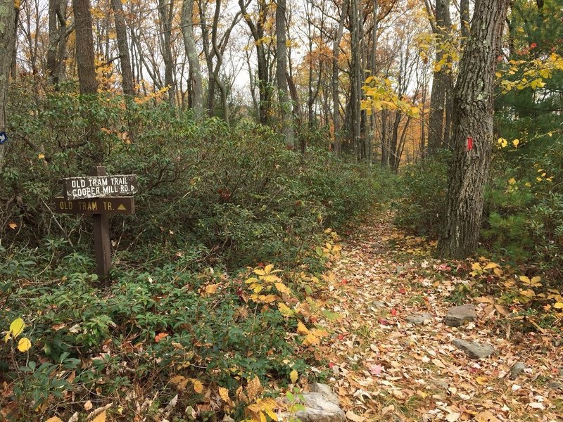 Boiling Springs Trail Mountain Bike Trail, Mifflinburg, Pennsylvania