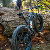 The Sweet Sweet Connie trail, pictured with fat bike, big log, and cute dog.