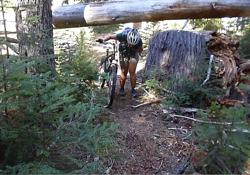 Meek Lake Trail #43