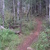Aspens and roses on Quaking Aspen Trail.